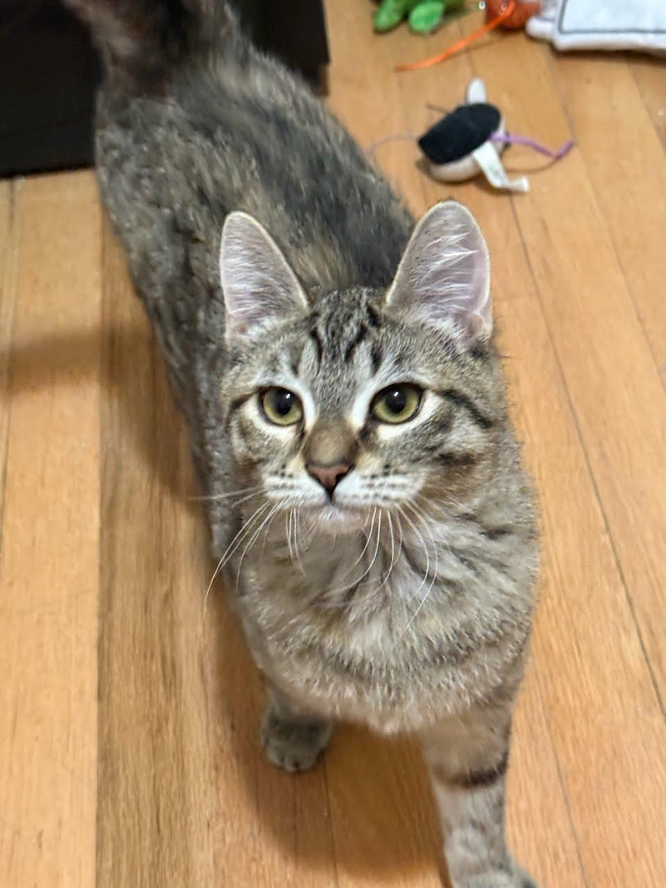 Enlarge Merry, a ADOPTABLE mixed breed in West Richland, WA image 2/5