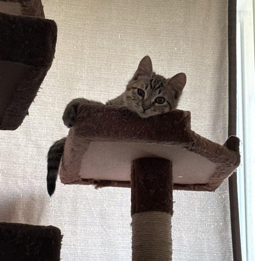 Enlarge Merry, a ADOPTABLE mixed breed in West Richland, WA image 5/5