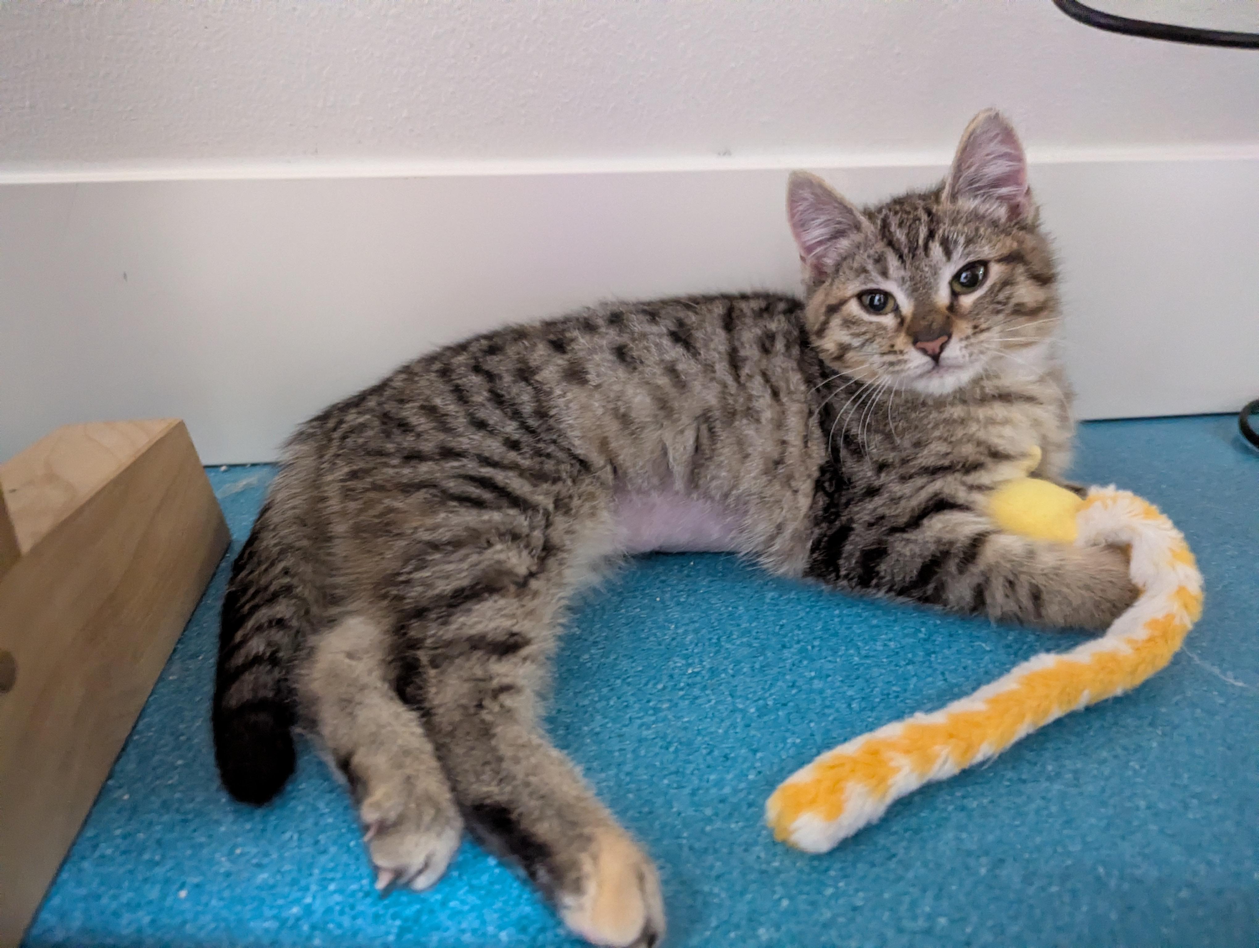 Enlarge Merry, a ADOPTABLE mixed breed in West Richland, WA image 2/2