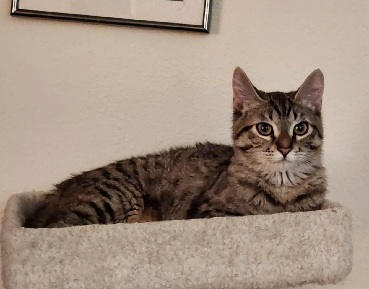 Merry, ADOPTABLE, Kitten Female Domestic Short Hair.