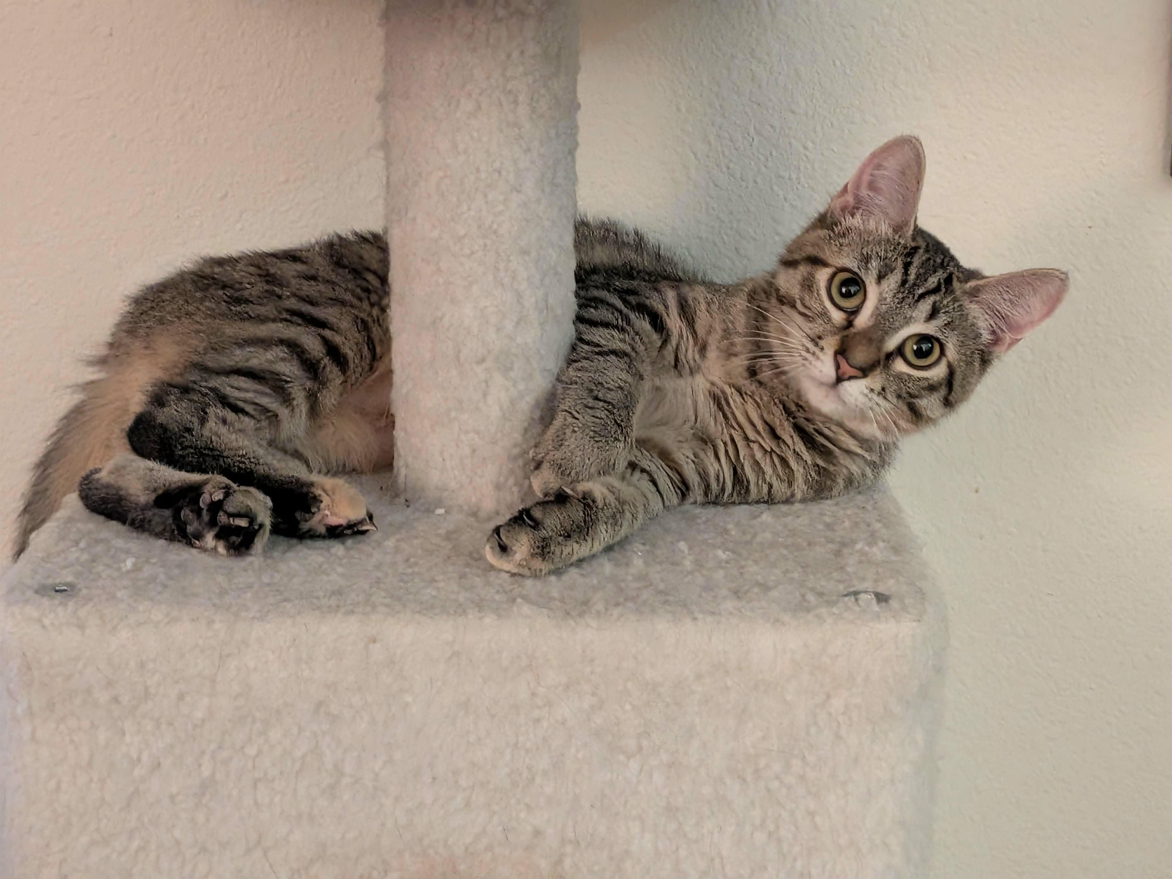 Merry, ADOPTABLE, Kitten Female Domestic Short Hair.