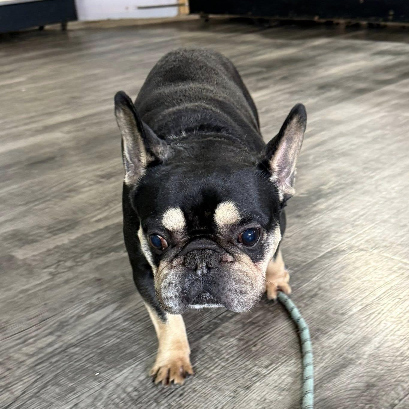 Frankie, adopted, Adult Male French Bulldog.