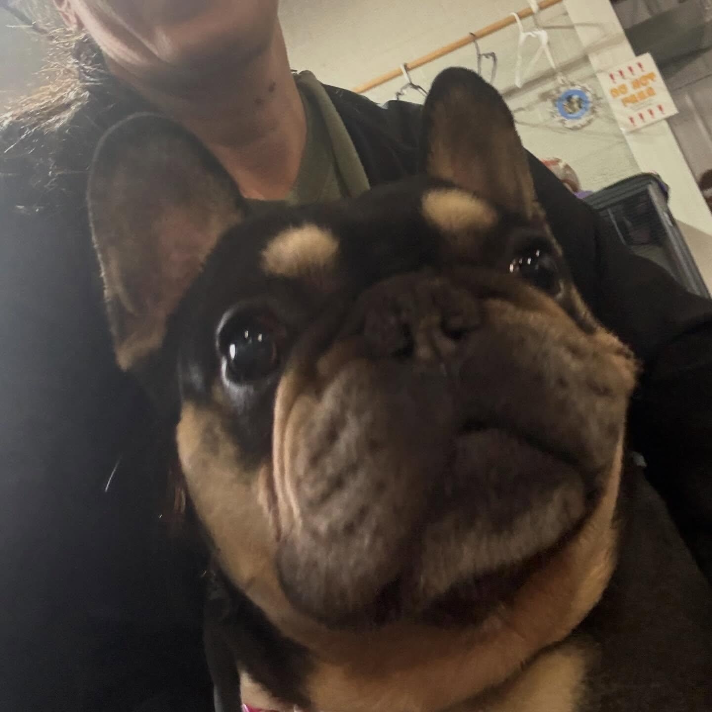 Enlarge Frankie, an adopted French Bulldog in Alma, MI image 2/2