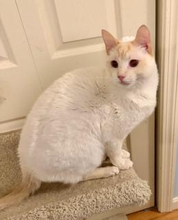 Enlarge Nico, a ADOPTABLE Siamese in Wayland, MA image 5/5