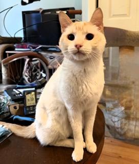 Nico, ADOPTABLE, Adult Male Siamese.