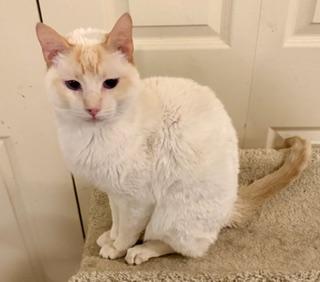 Enlarge Nico, a ADOPTABLE Siamese in Wayland, MA image 4/5
