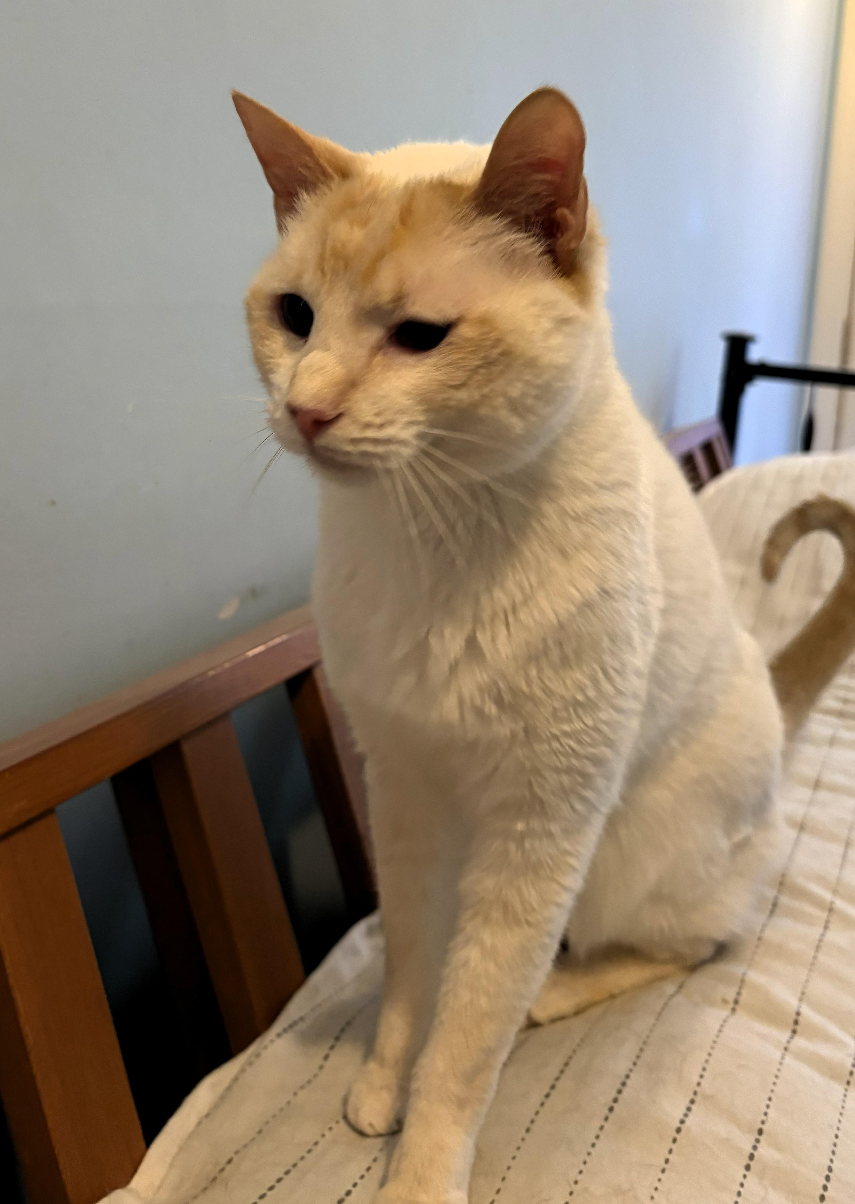 Enlarge Nico, a ADOPTABLE Siamese in Wayland, MA image 2/5
