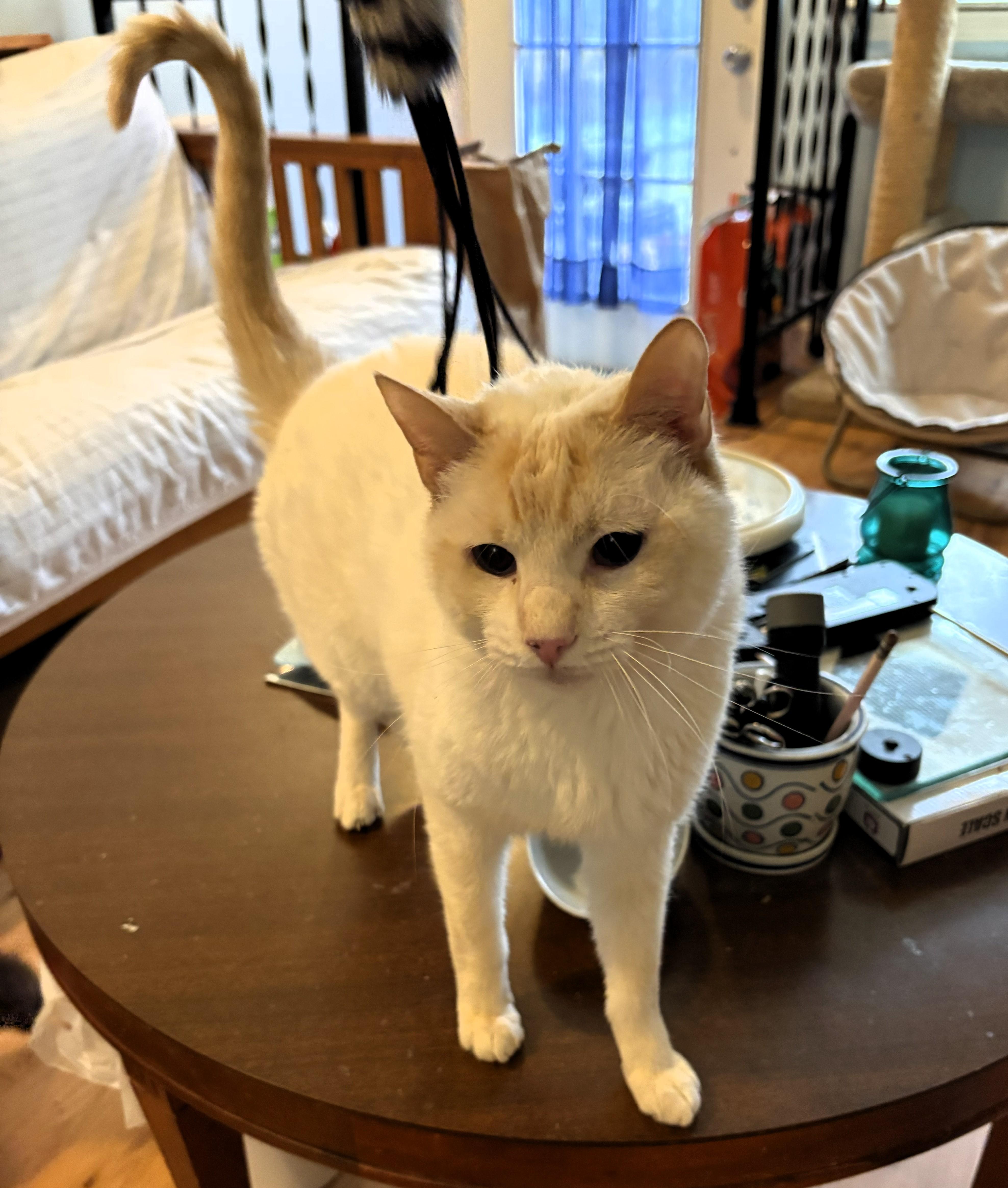 Enlarge Nico, a ADOPTABLE Siamese in Wayland, MA image 3/5