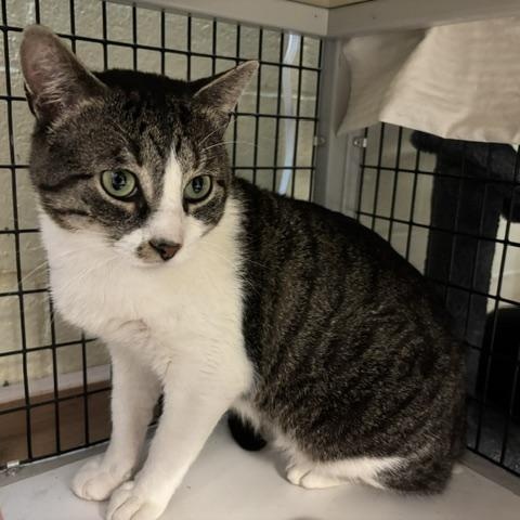 Marathon, a ADOPTABLE Domestic Short Hair in Braintree, MA image 4/4