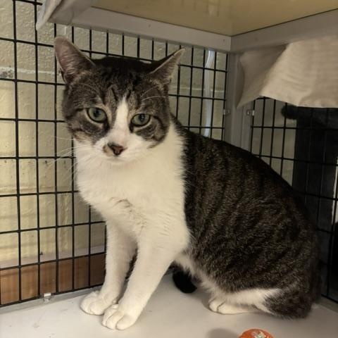 Marathon, a ADOPTABLE Domestic Short Hair in Braintree, MA image 1/4