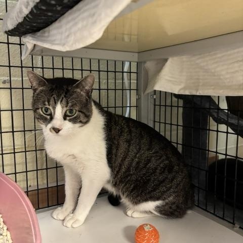 Marathon, a ADOPTABLE Domestic Short Hair in Braintree, MA image 2/4