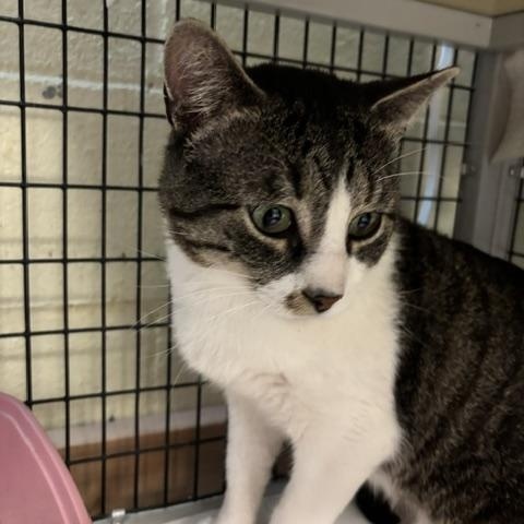 Marathon, a ADOPTABLE Domestic Short Hair in Braintree, MA image 3/4