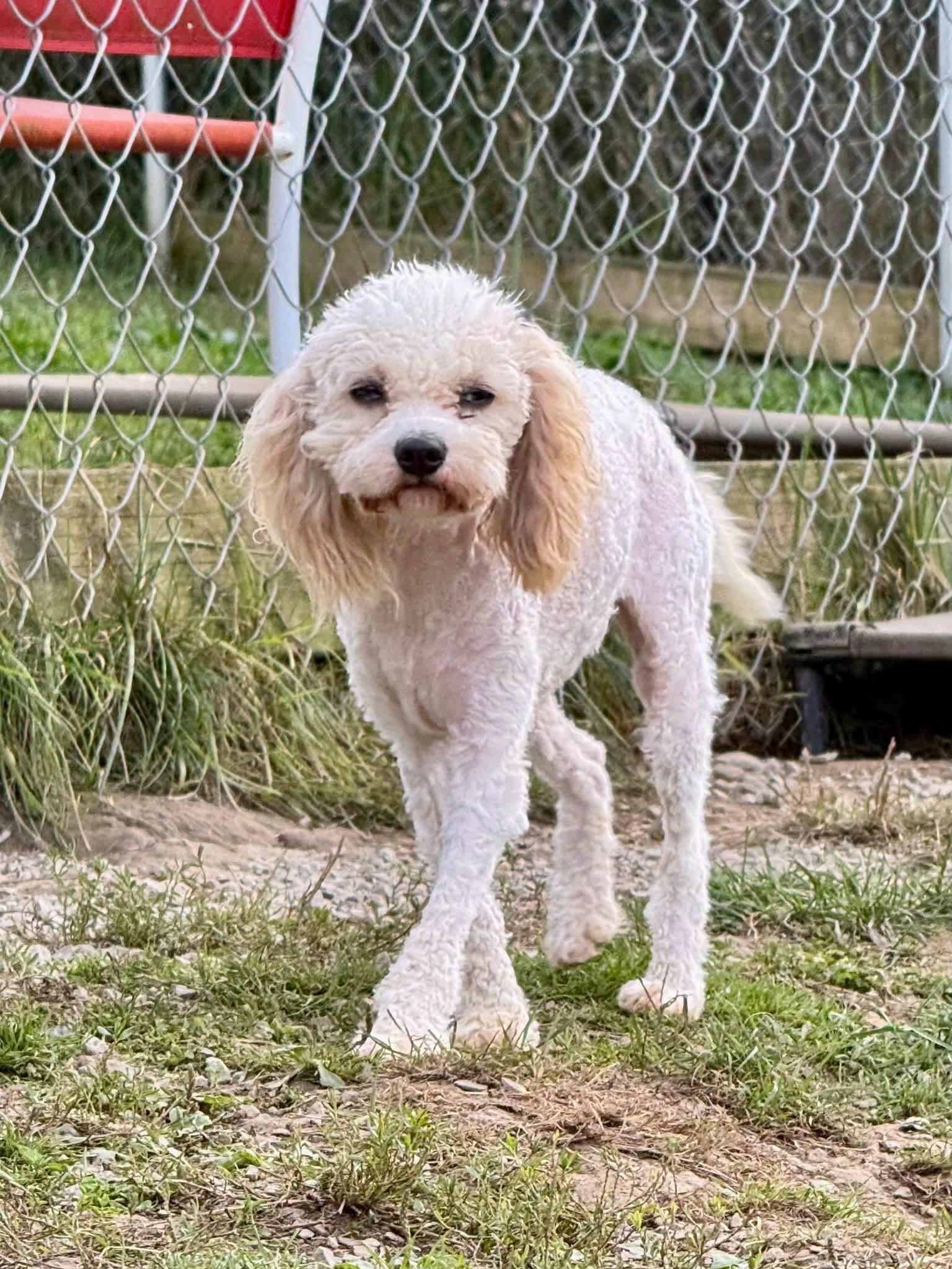 Enlarge Wilma, a Adoptable Cavachon in New Stanton, PA image 1/1