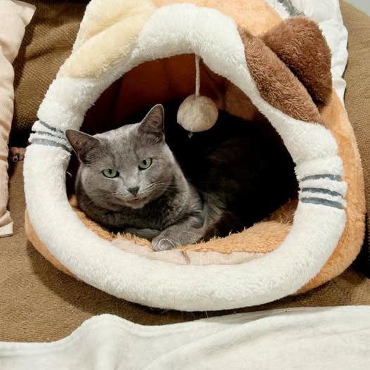 Enlarge Sweetie, a Adoptable Domestic Short Hair in Pocono Summit, PA image 1/5