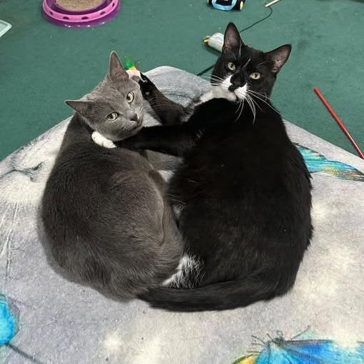 Enlarge Sweetie, a Adoptable Domestic Short Hair in Pocono Summit, PA image 2/5