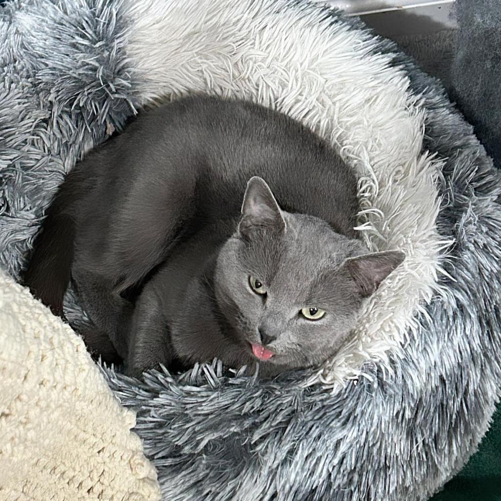 Enlarge Sweetie, a Adoptable Domestic Short Hair in Pocono Summit, PA image 3/5