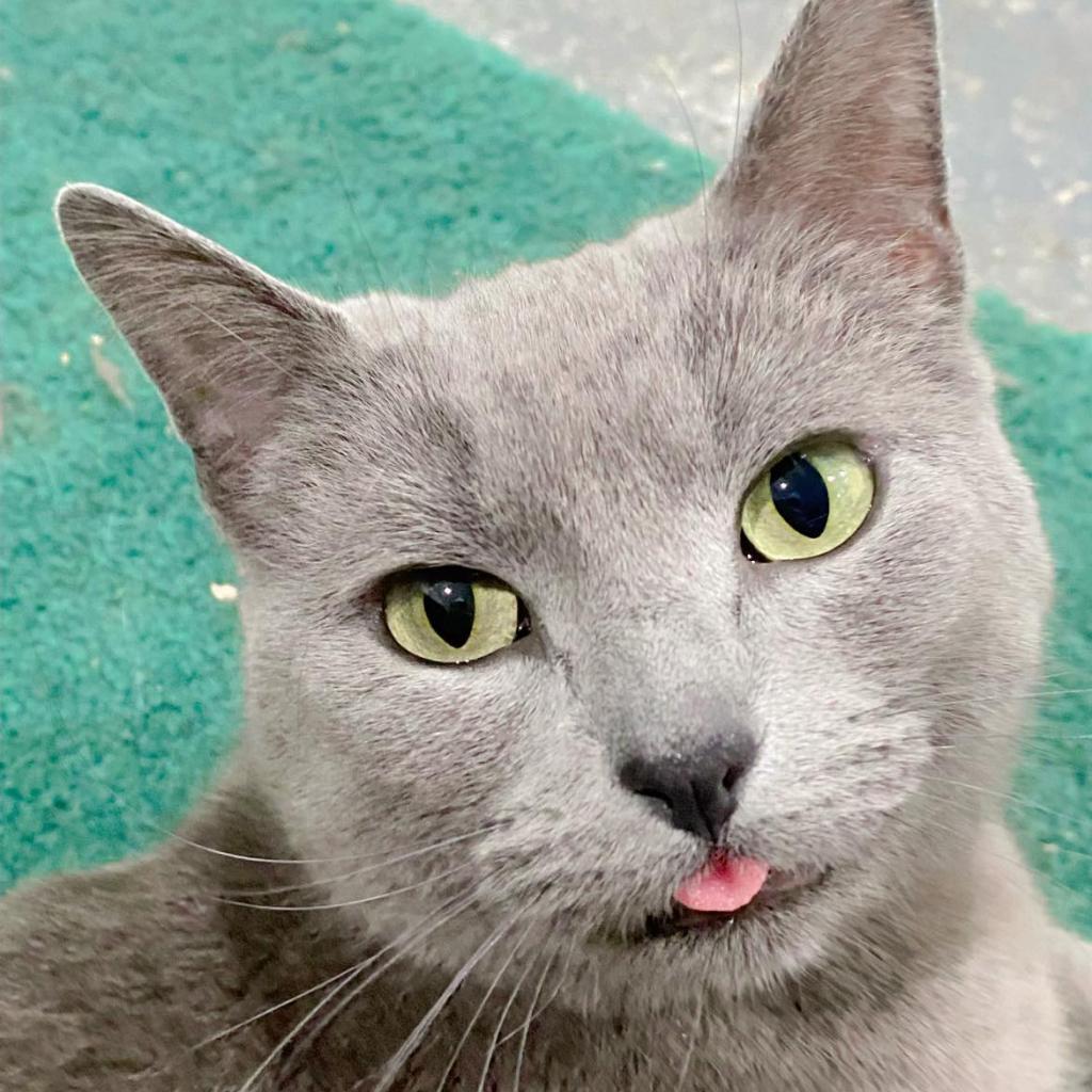 Enlarge Sweetie, a Adoptable Domestic Short Hair in Pocono Summit, PA image 4/5