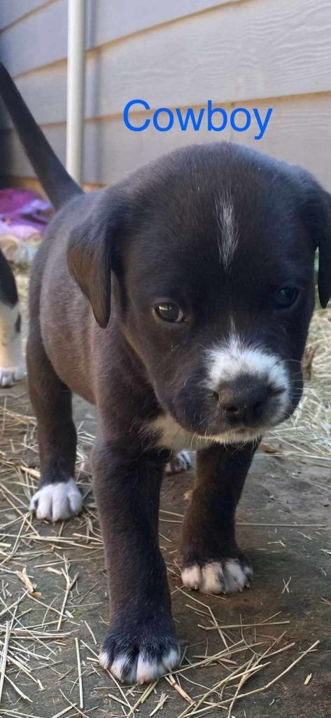 Enlarge Cowboy, a Adoptable mixed breed in Kemp, TX image 1/4