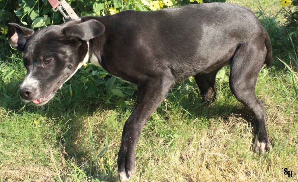 Enlarge Cowboy, a Adoptable mixed breed in Kemp, TX image 2/4