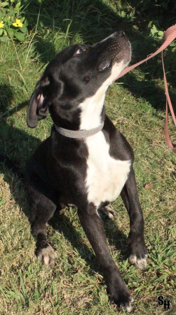 Enlarge Cowboy, a Adoptable mixed breed in Kemp, TX image 3/4