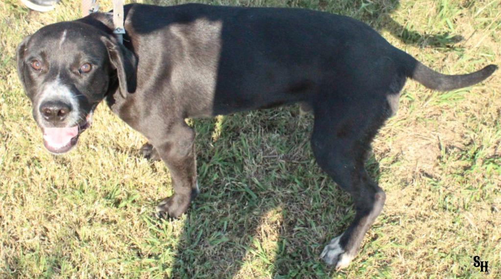 Enlarge Cowboy, a Adoptable mixed breed in Kemp, TX image 4/4