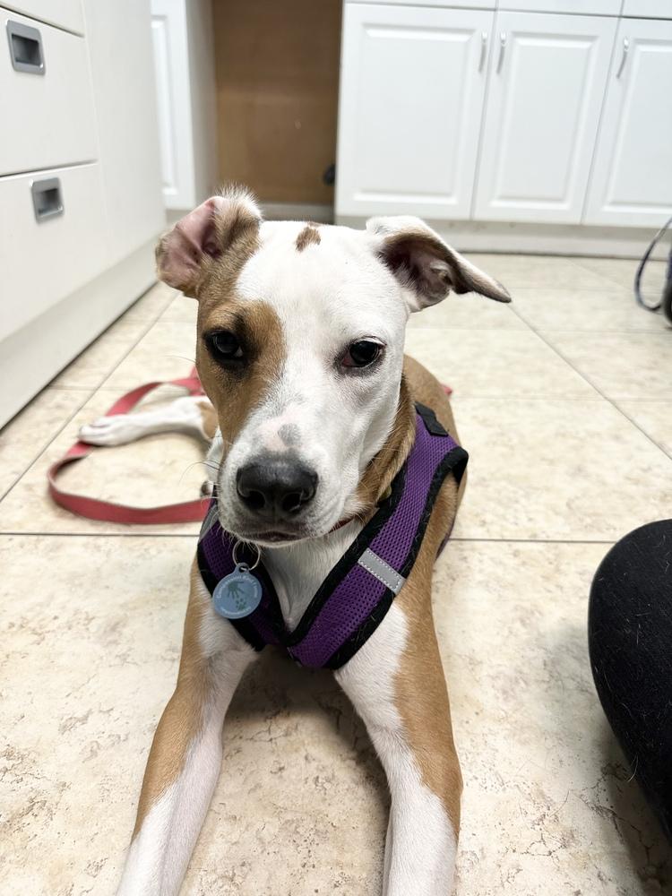 Enlarge Angelina, a Adoptable mixed breed in St. Petersburg, FL image 1/6