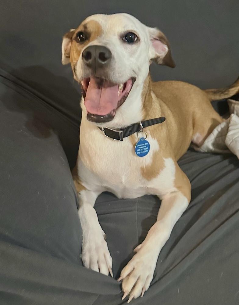Angelina, a Adoptable mixed breed in St. Petersburg, FL image 2/6