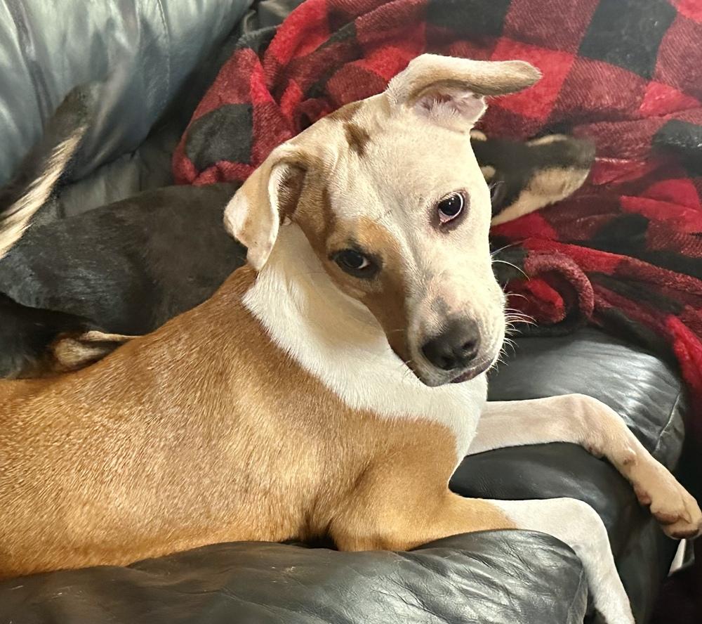 Enlarge Angelina, a Adoptable mixed breed in St. Petersburg, FL image 2/6