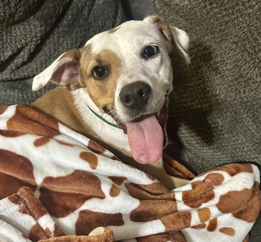 Enlarge Angelina, a Adoptable mixed breed in St. Petersburg, FL image 3/6