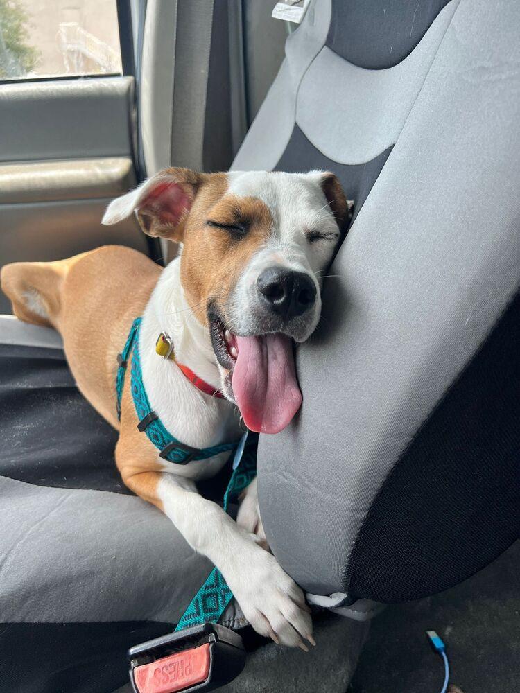 Enlarge Angelina, a Adoptable mixed breed in St. Petersburg, FL image 4/6