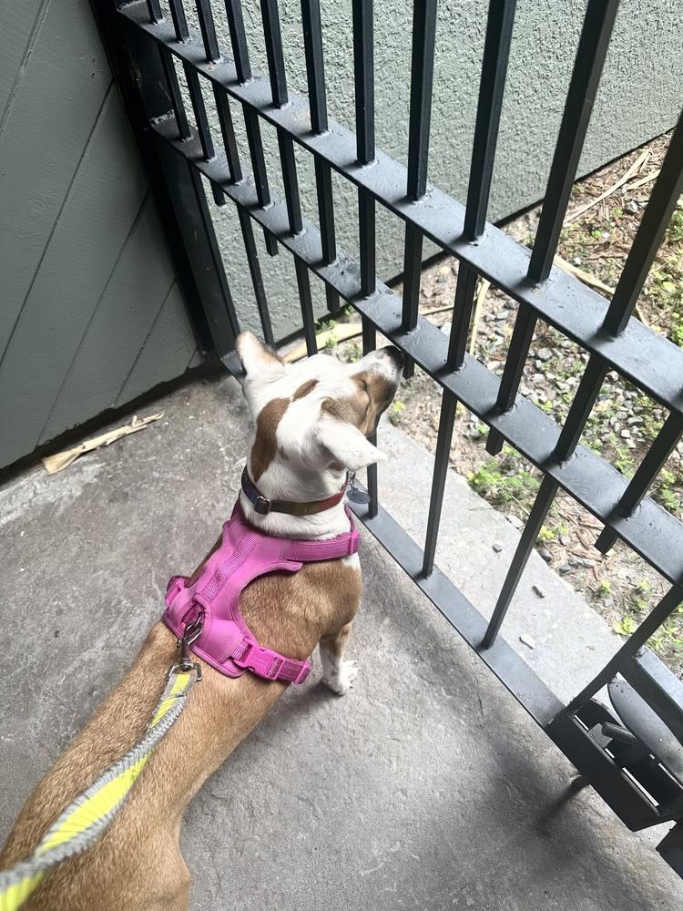 Enlarge Angelina, a Adoptable mixed breed in St. Petersburg, FL image 5/6