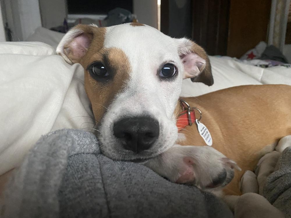 Enlarge Angelina, a Adoptable mixed breed in St. Petersburg, FL image 6/6