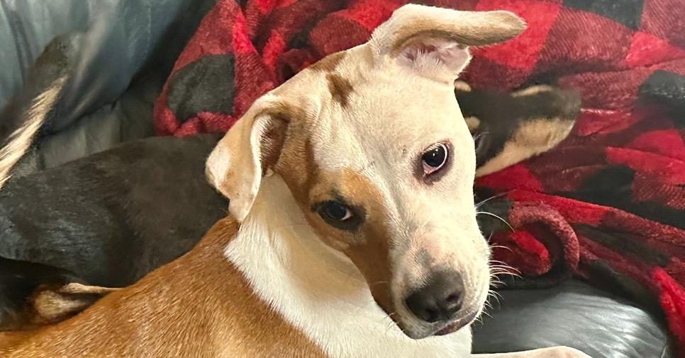 Enlarge Angelina, a Adoptable mixed breed in St. Petersburg, FL image 6/6