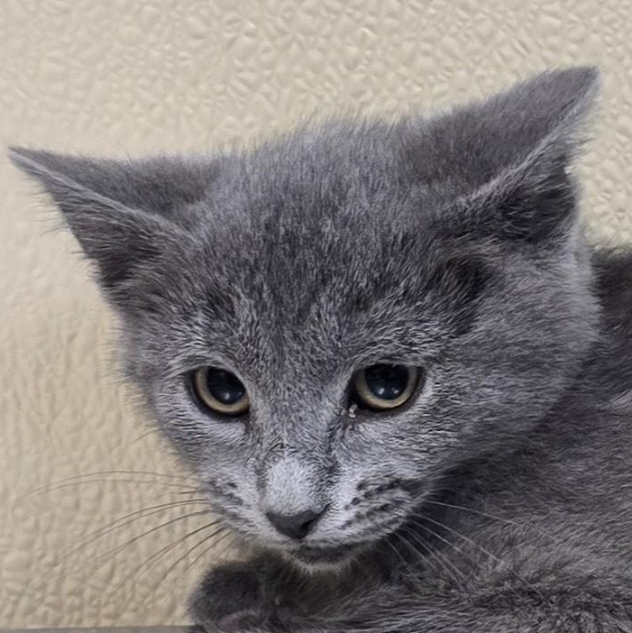 Pisica, Adoptable, Kitten Female Domestic Short Hair.