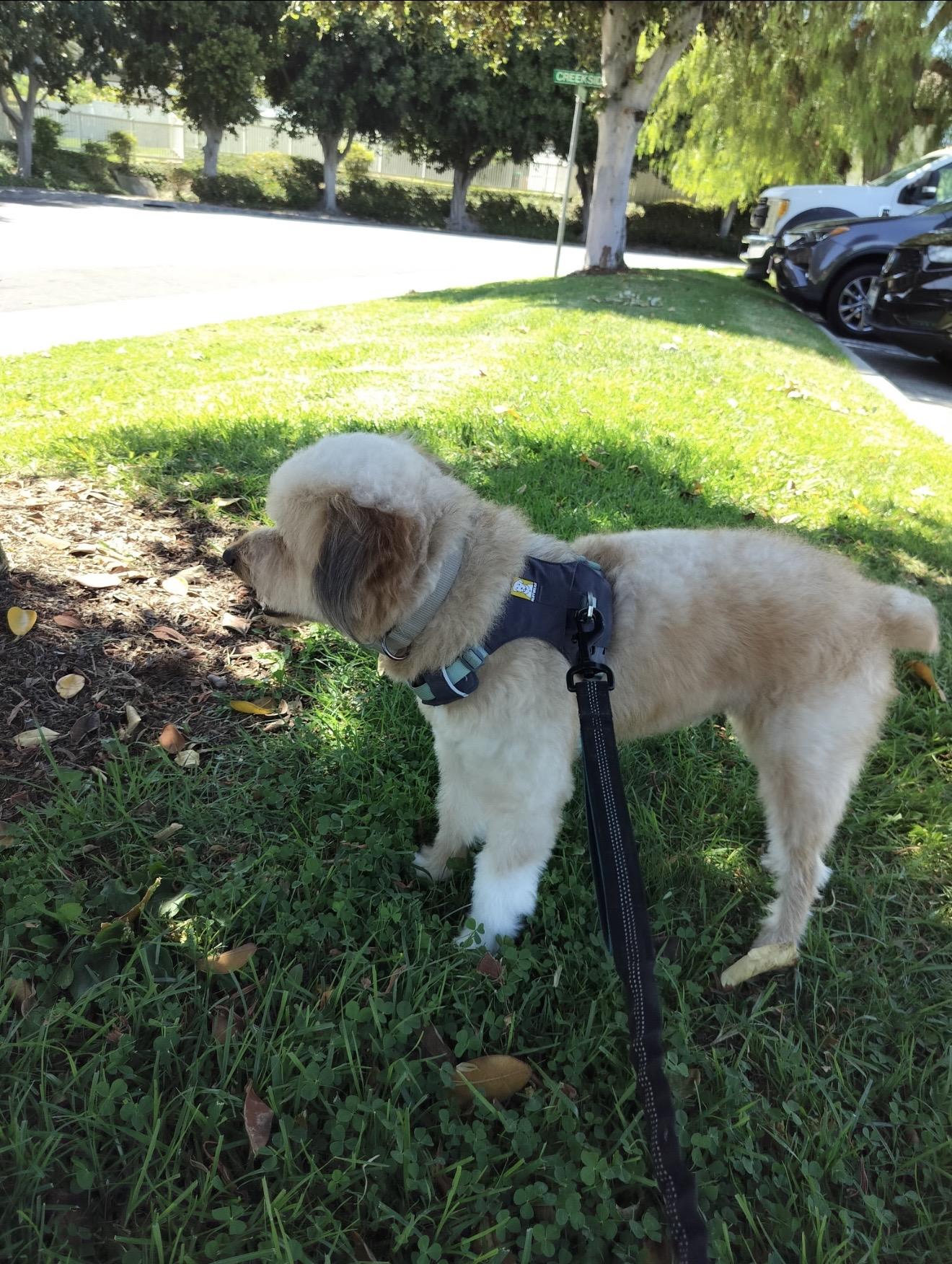 Leo - The Smart Boy, a ADOPTABLE Aussiedoodle in Anaheim, CA image 5/5