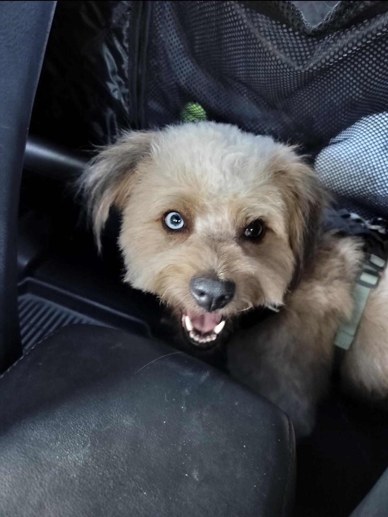 Leo - The Smart Boy, a ADOPTABLE Aussiedoodle in Anaheim, CA image 3/5