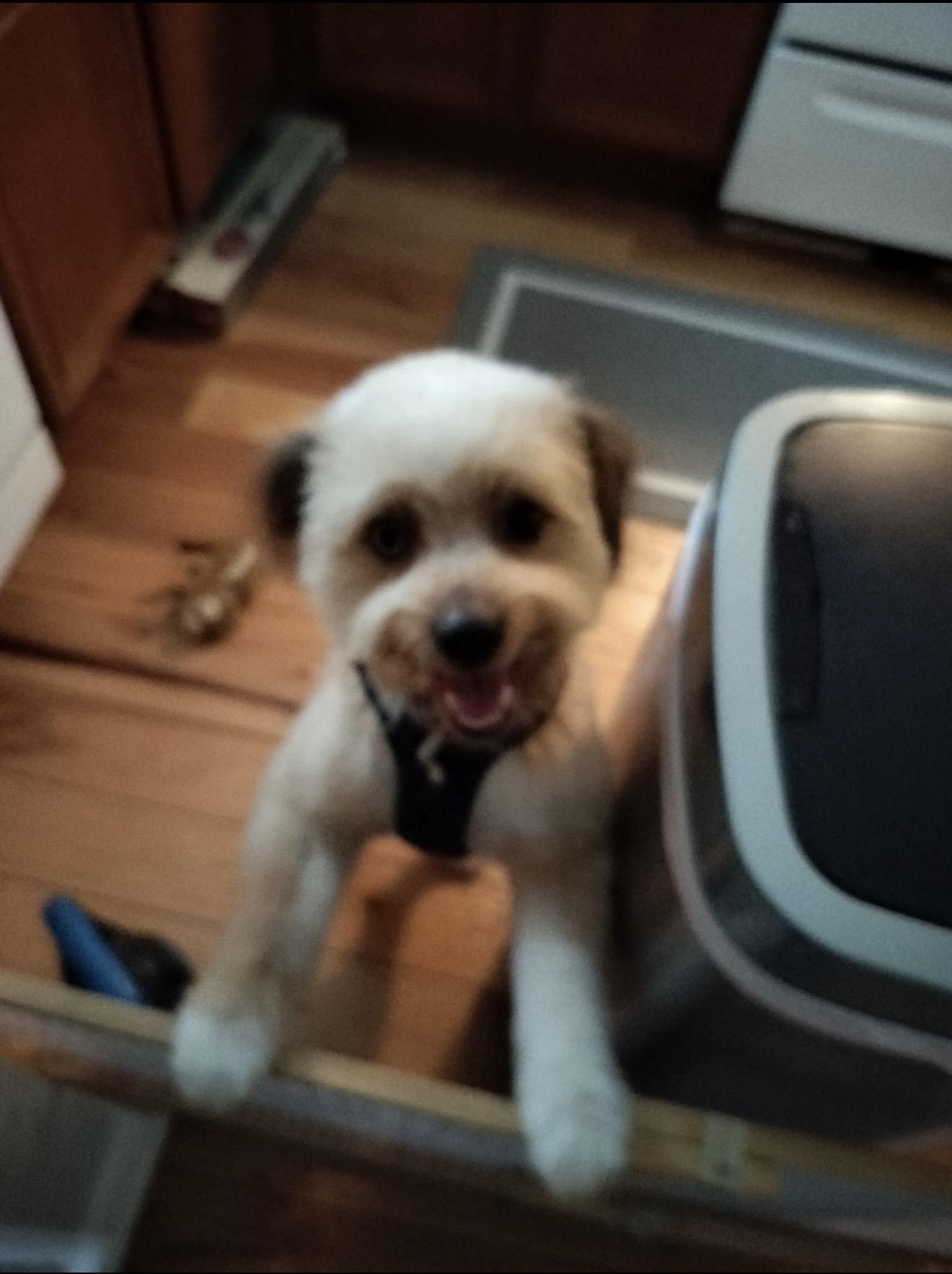 Leo - The Smart Boy, a ADOPTABLE Aussiedoodle in Anaheim, CA image 4/5