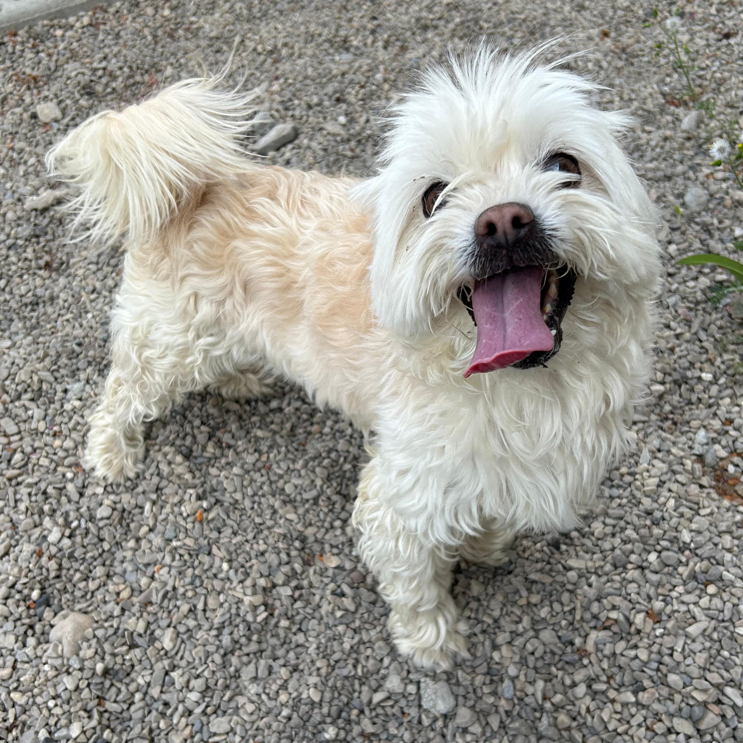Enlarge Brie, an adopted mixed breed in Lindon, UT image 2/5