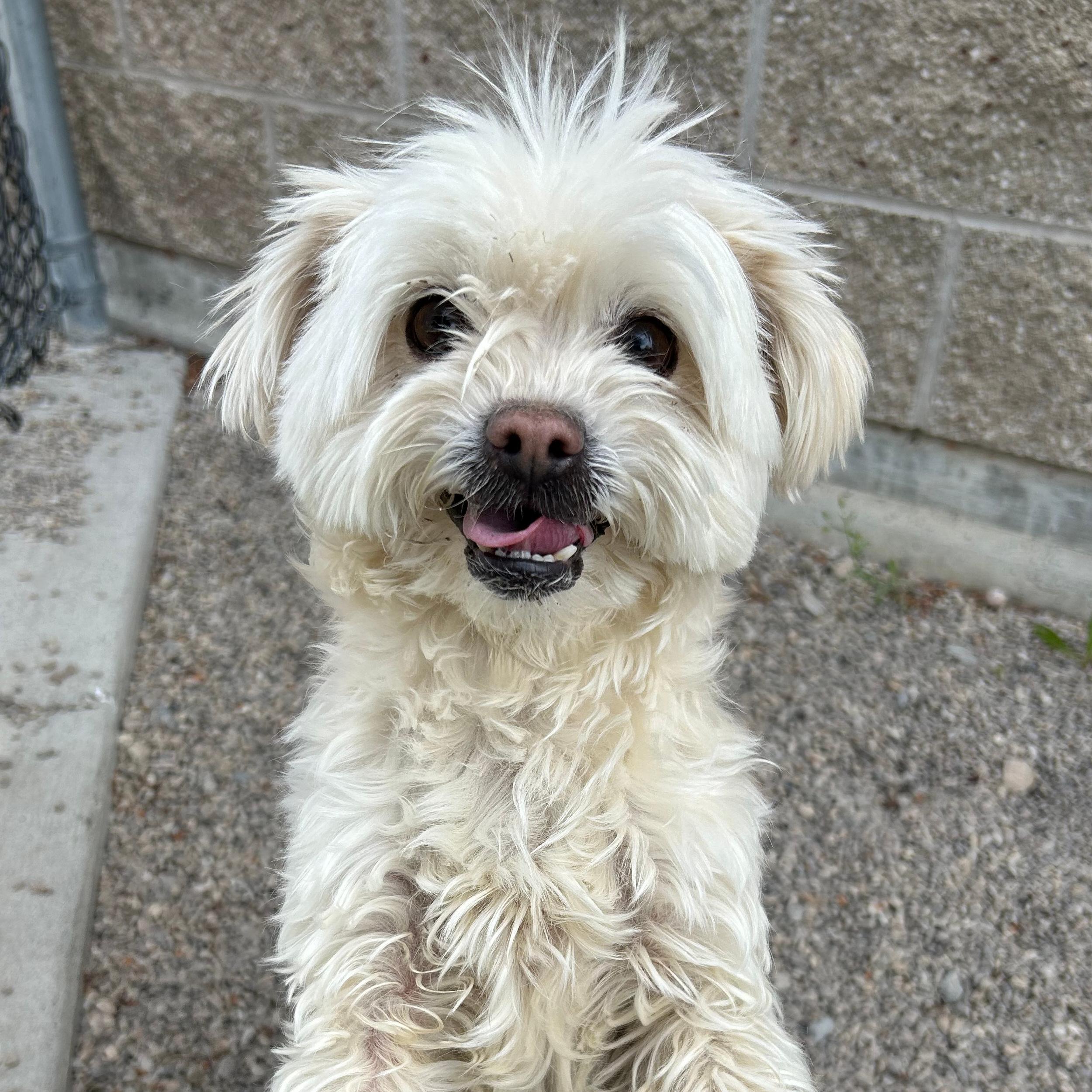Brie, adopted, Adult Female Shih Tzu.
