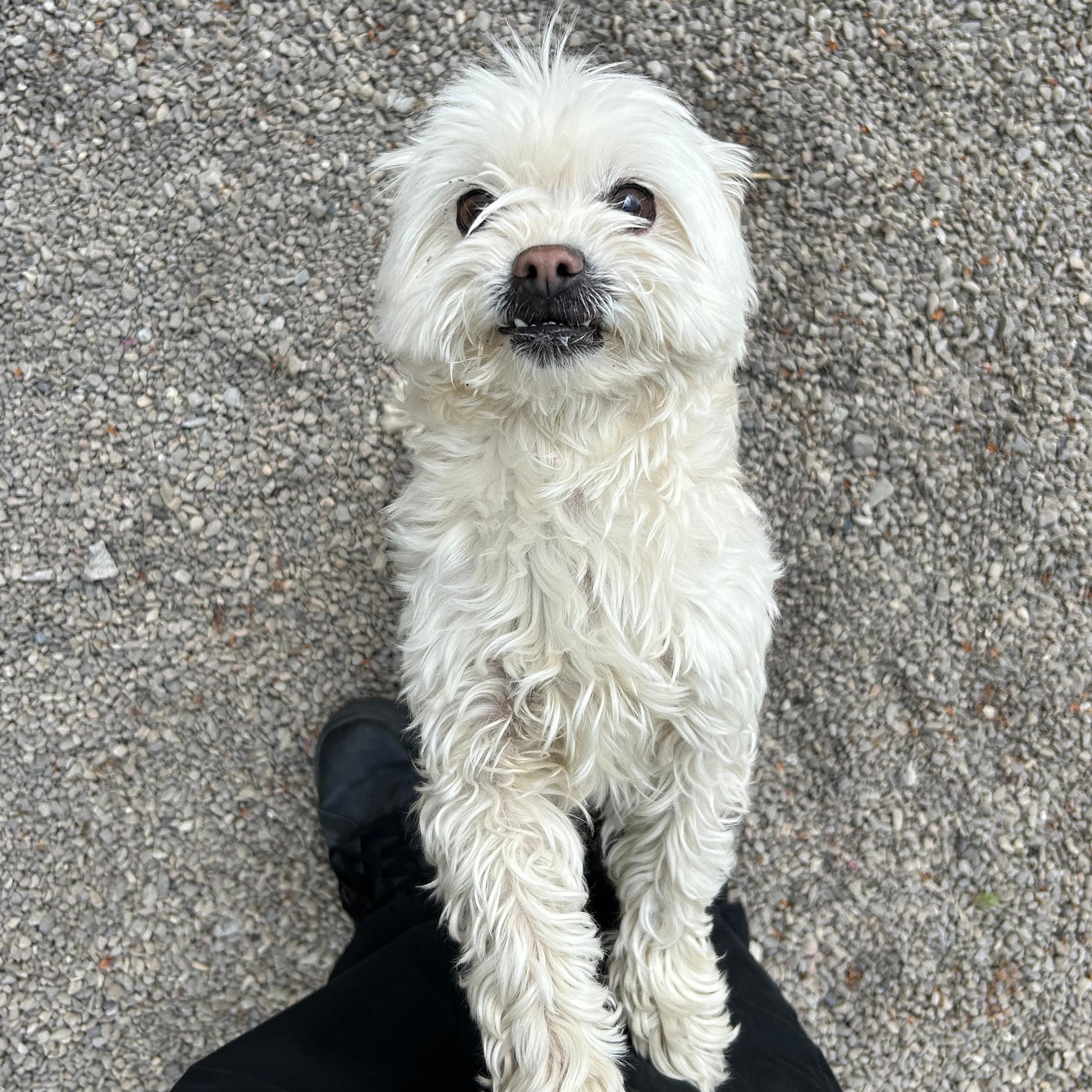 Enlarge Brie, an adopted mixed breed in Lindon, UT image 3/5