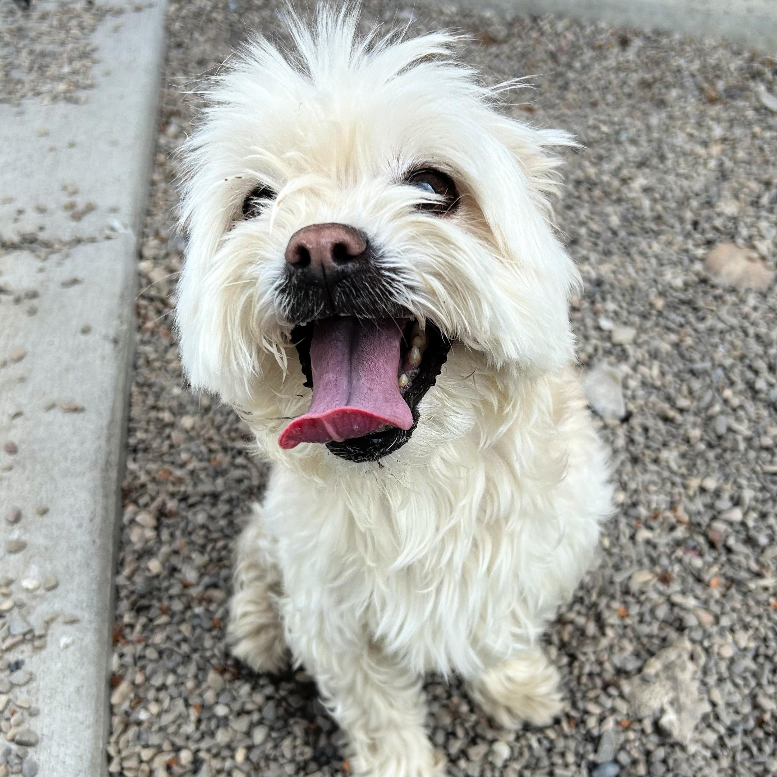 Enlarge Brie, an adopted mixed breed in Lindon, UT image 5/5