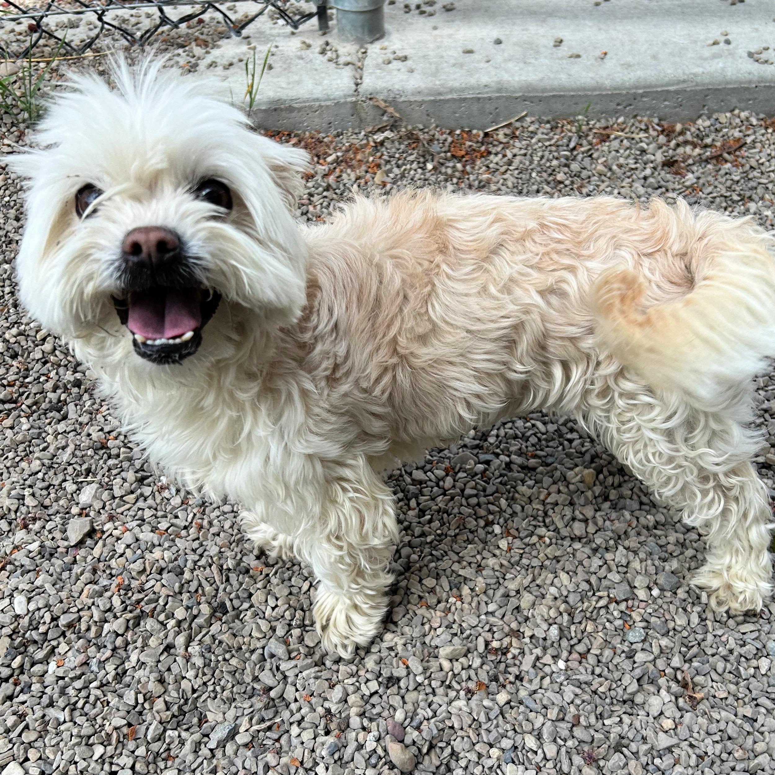 Enlarge Brie, an adopted mixed breed in Lindon, UT image 4/5