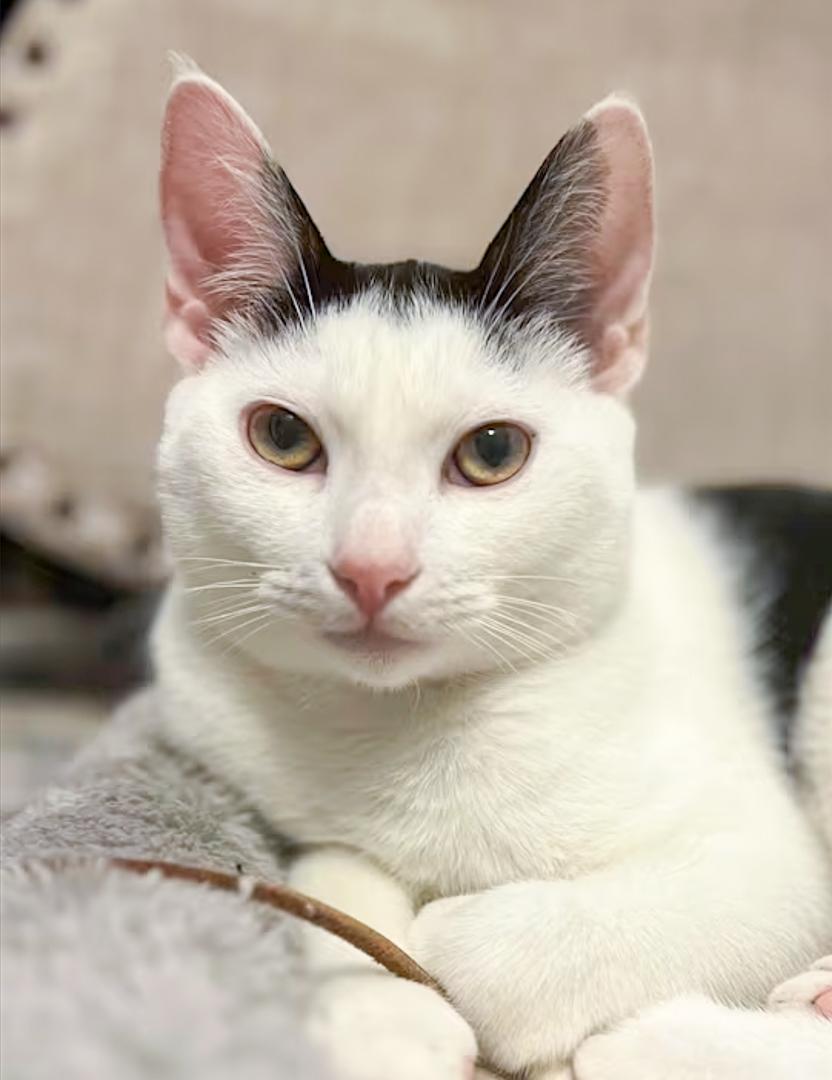 Enlarge Crystal & Casper , a ADOPTABLE Domestic Short Hair in Bloomfield, NJ image 2/4