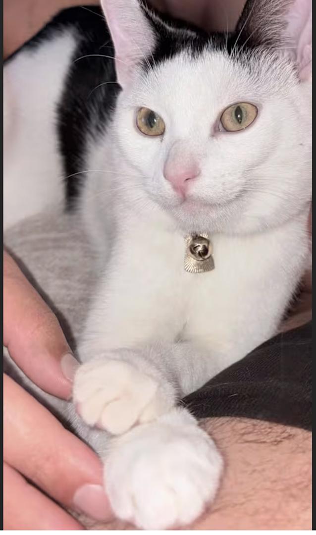 Enlarge Crystal & Casper , a ADOPTABLE Domestic Short Hair in Bloomfield, NJ image 4/4