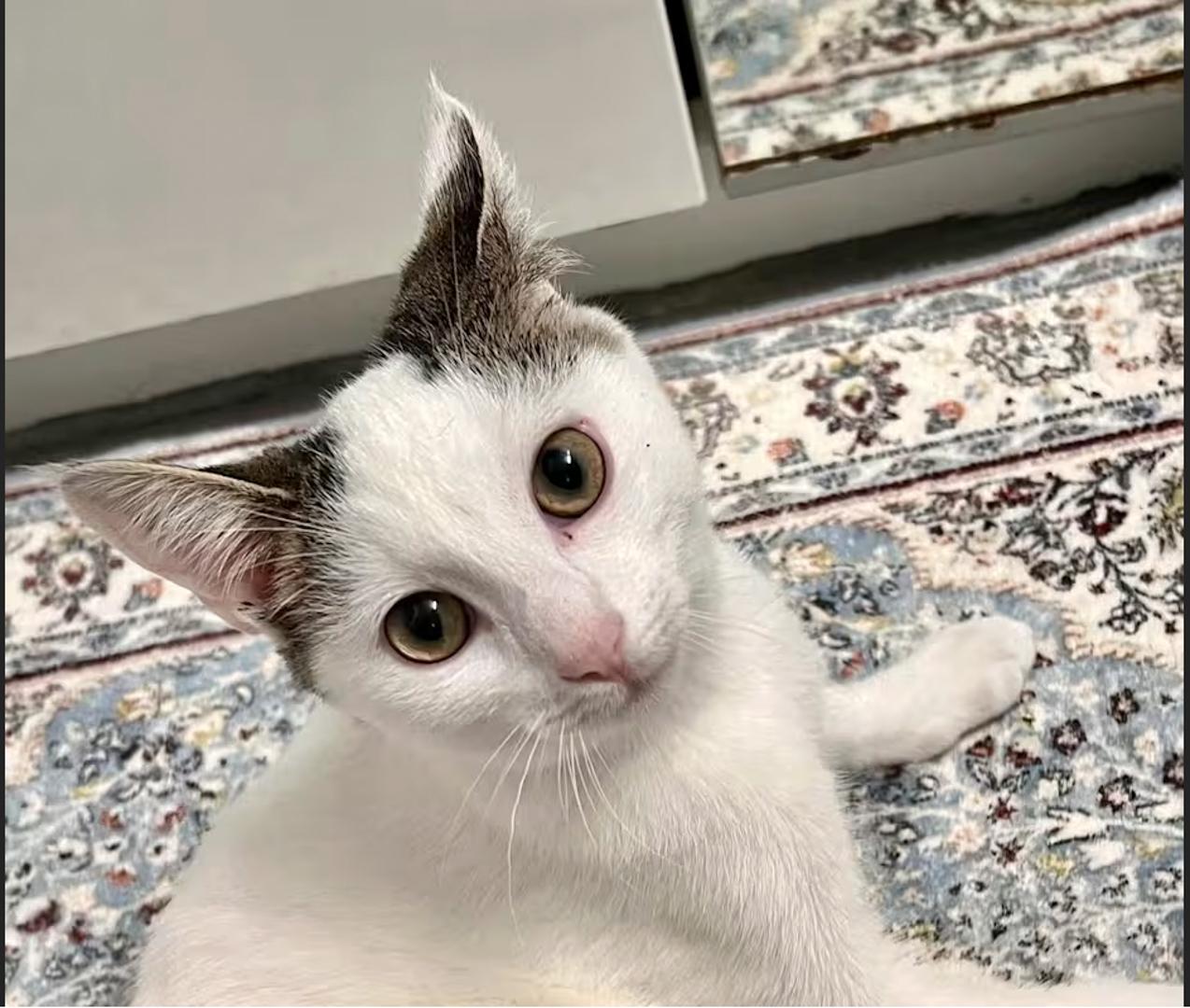 Enlarge Crystal & Casper , a ADOPTABLE Domestic Short Hair in Bloomfield, NJ image 3/4