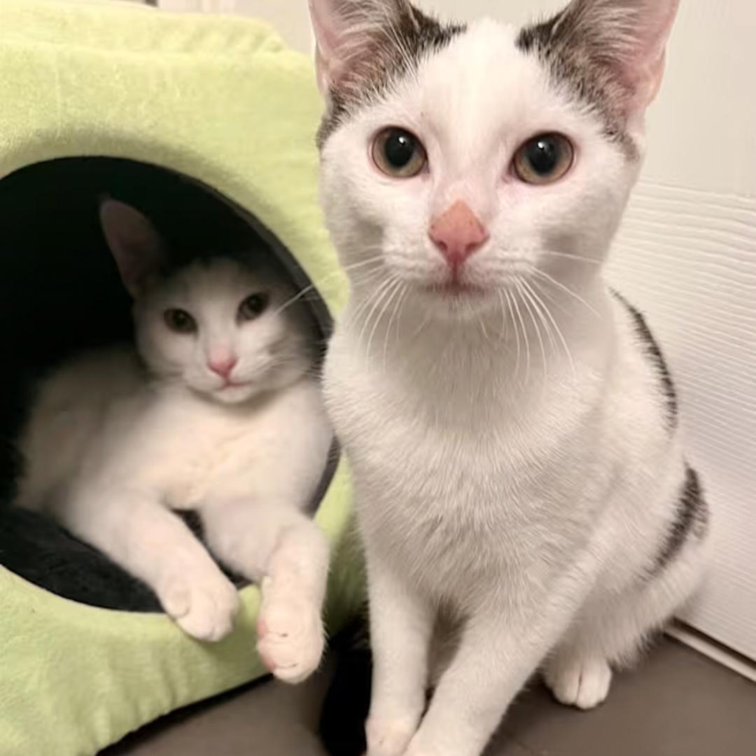 Enlarge Crystal & Casper , a ADOPTABLE Domestic Short Hair in Bloomfield, NJ image 1/4