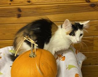 Enlarge Kristine - beautiful calico girl who loves to talke, a Adopted Calico in Cary, NC image 2/6
