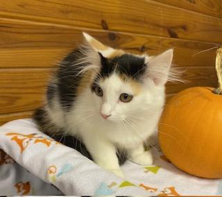Enlarge Kristine - beautiful calico girl who loves to talke, a Adopted Calico in Cary, NC image 3/6