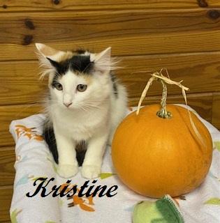 Kristine - beautiful calico girl who loves to talke, Adopted, Kitten Female Calico.