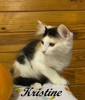 Enlarge Kristine - beautiful calico girl who loves to talke, a Adopted Calico in Cary, NC image 6/6